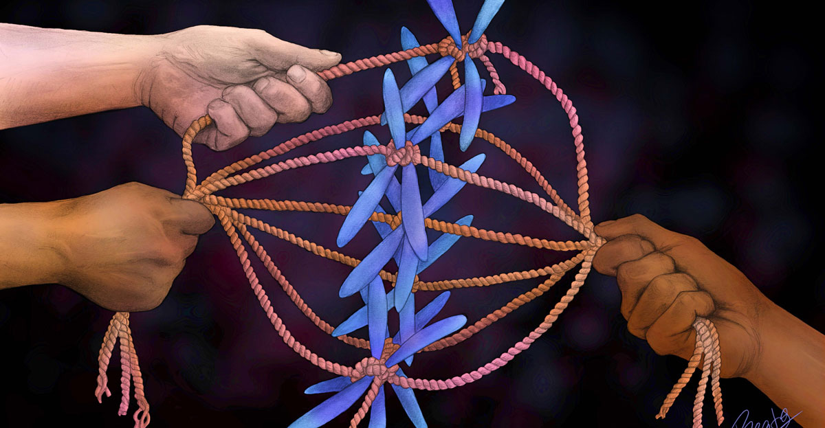 Chromosome Segregation And Aneuploidy