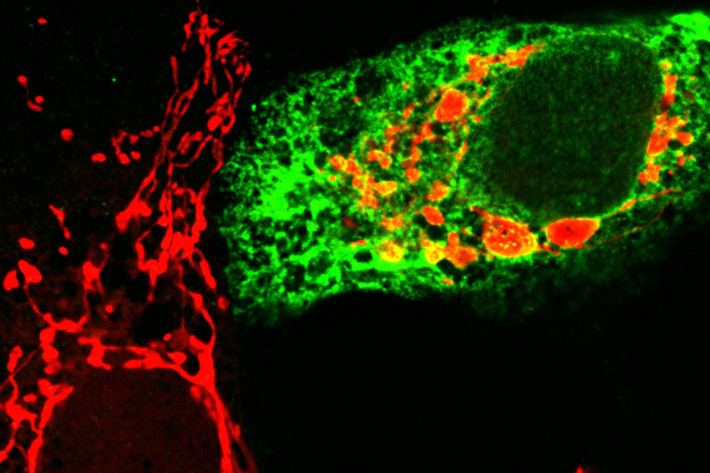 India-EMBO Symposium illustration