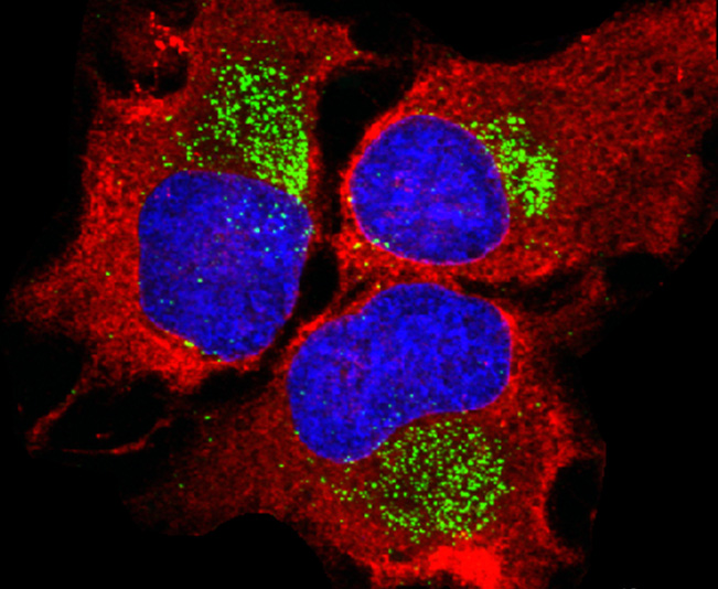 India-EMBO Symposium illustration