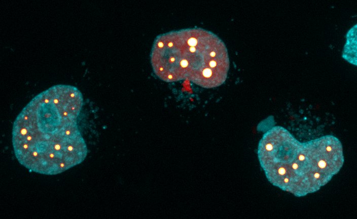 Methods for studying phase separation in biology