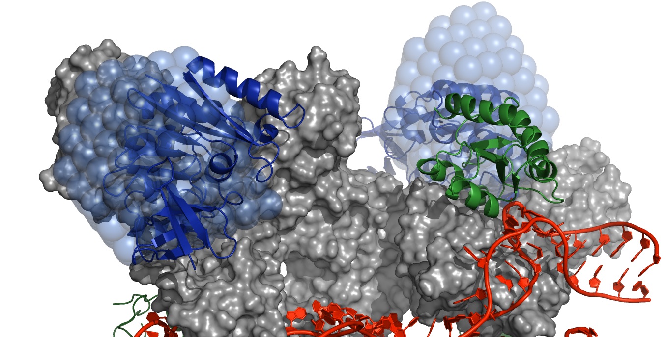 Small angle neutron and X-ray scattering from biomacromolecules in solution