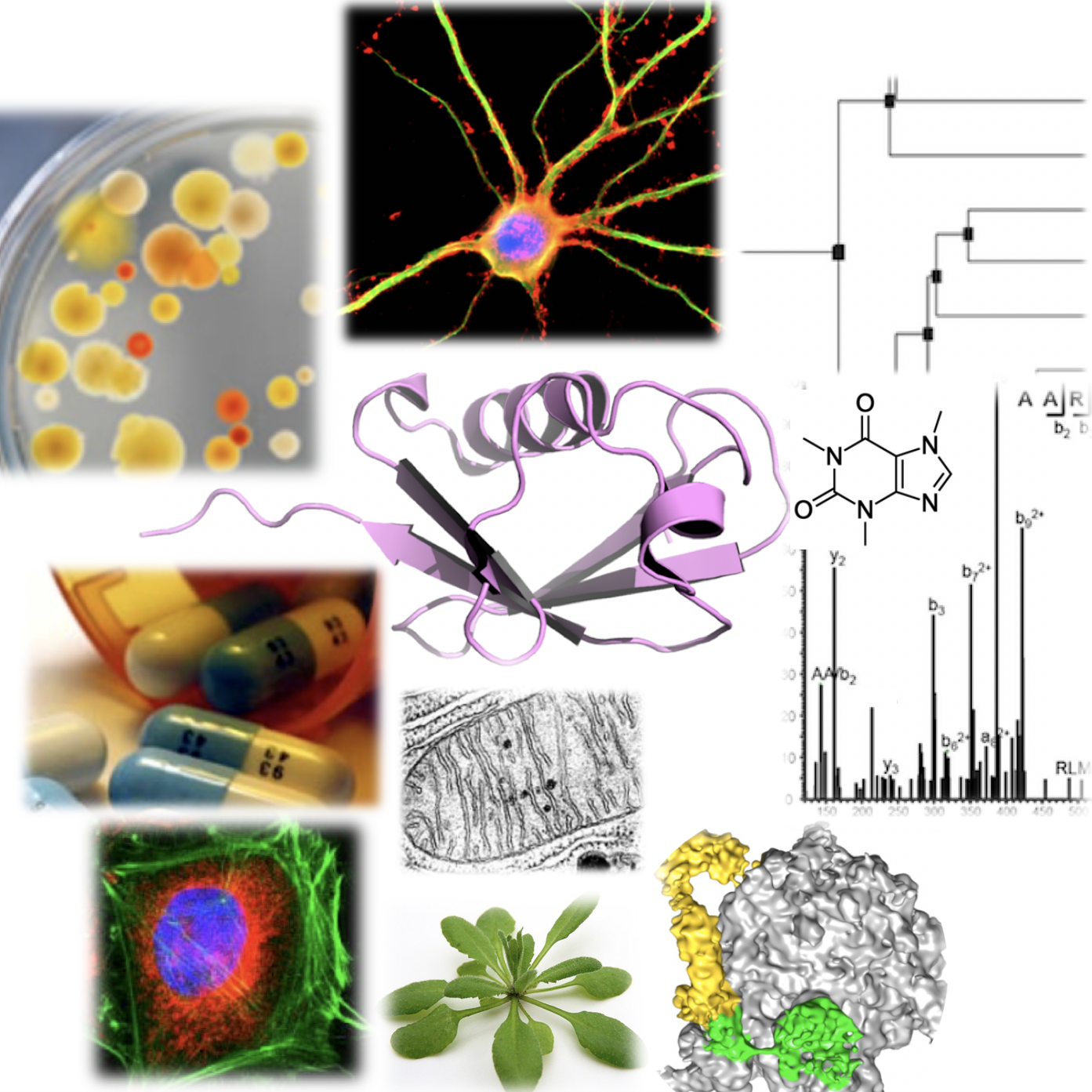 The ubiquitin system: Biology, mechanisms and roles in disease