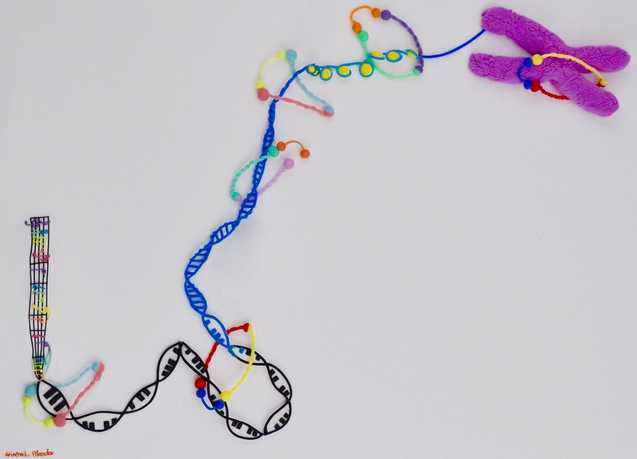 Organization of bacterial and eukaryotic genomes by SMC complexes