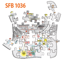 2019-08/sfb1036_logo.jpg