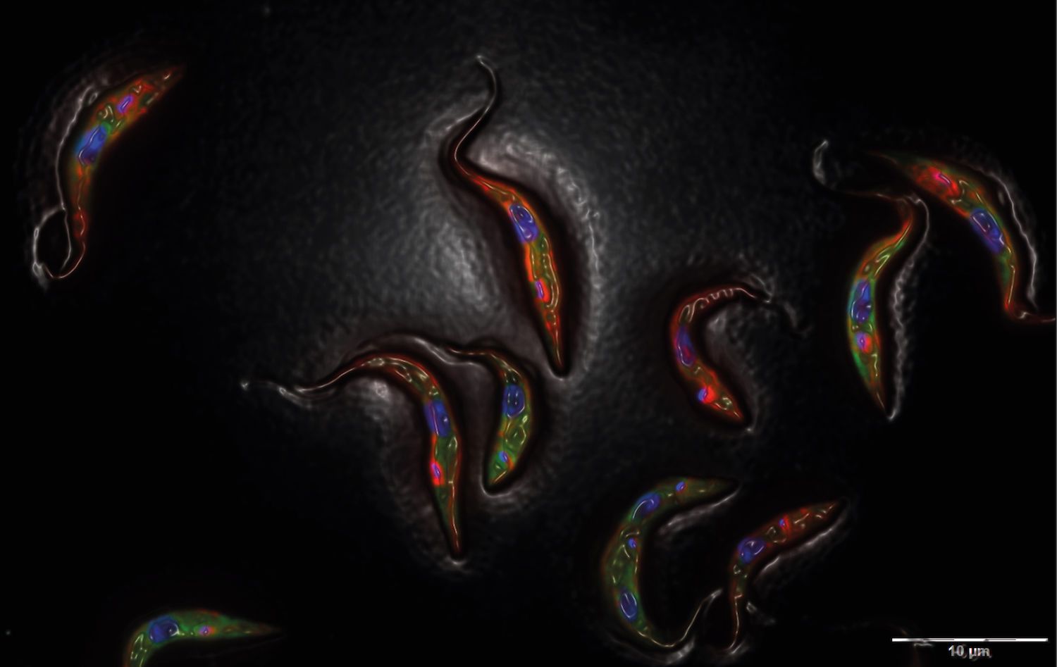 Comparative genomics of unicellular eukaryotes: Interactions and symbioses