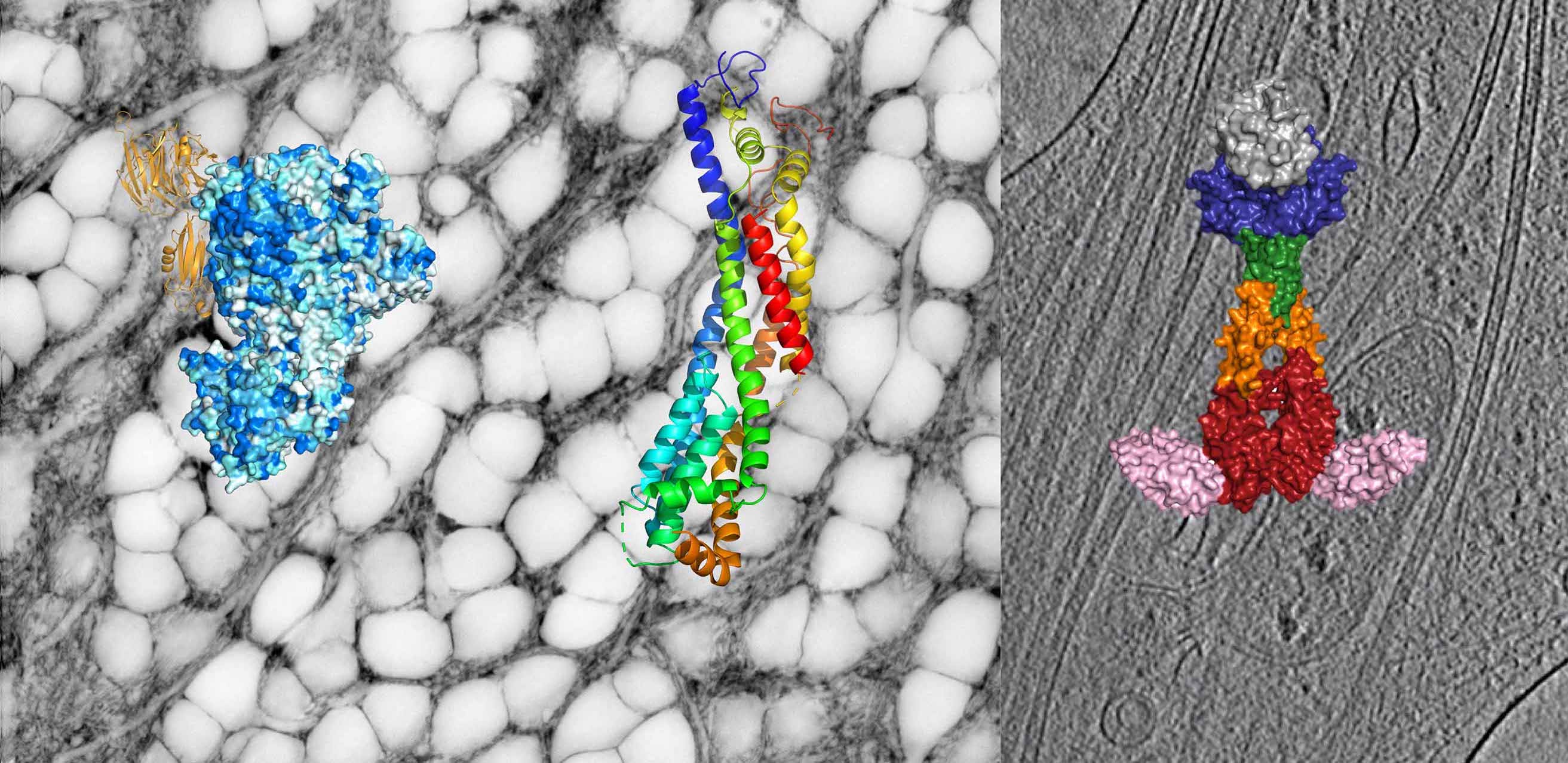 Molecular Neurobiology