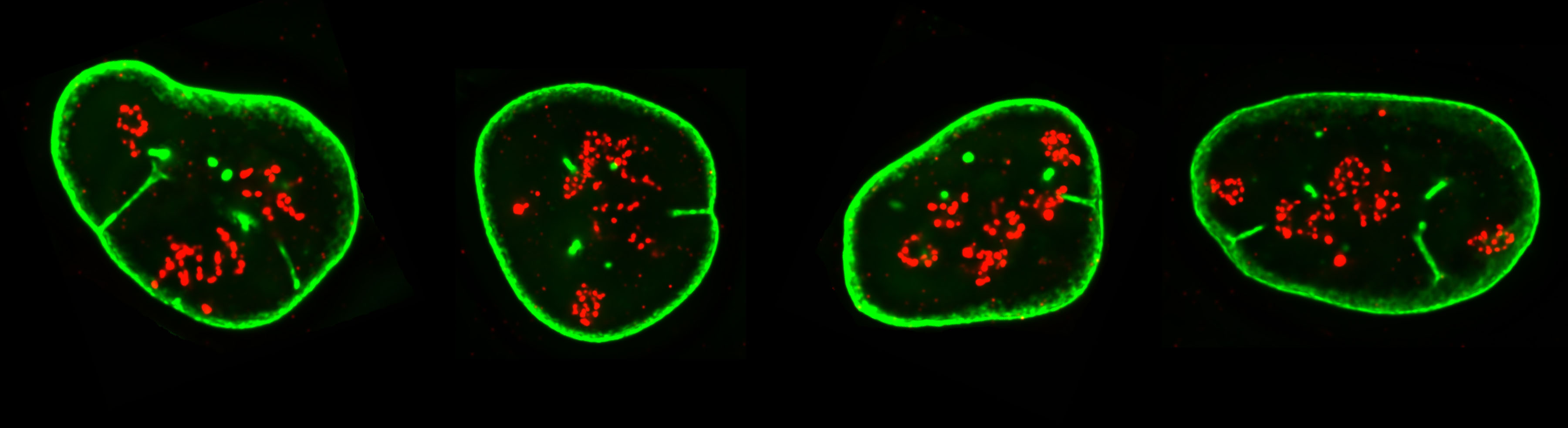 damage response in cell physiology and disease Biology Diagrams