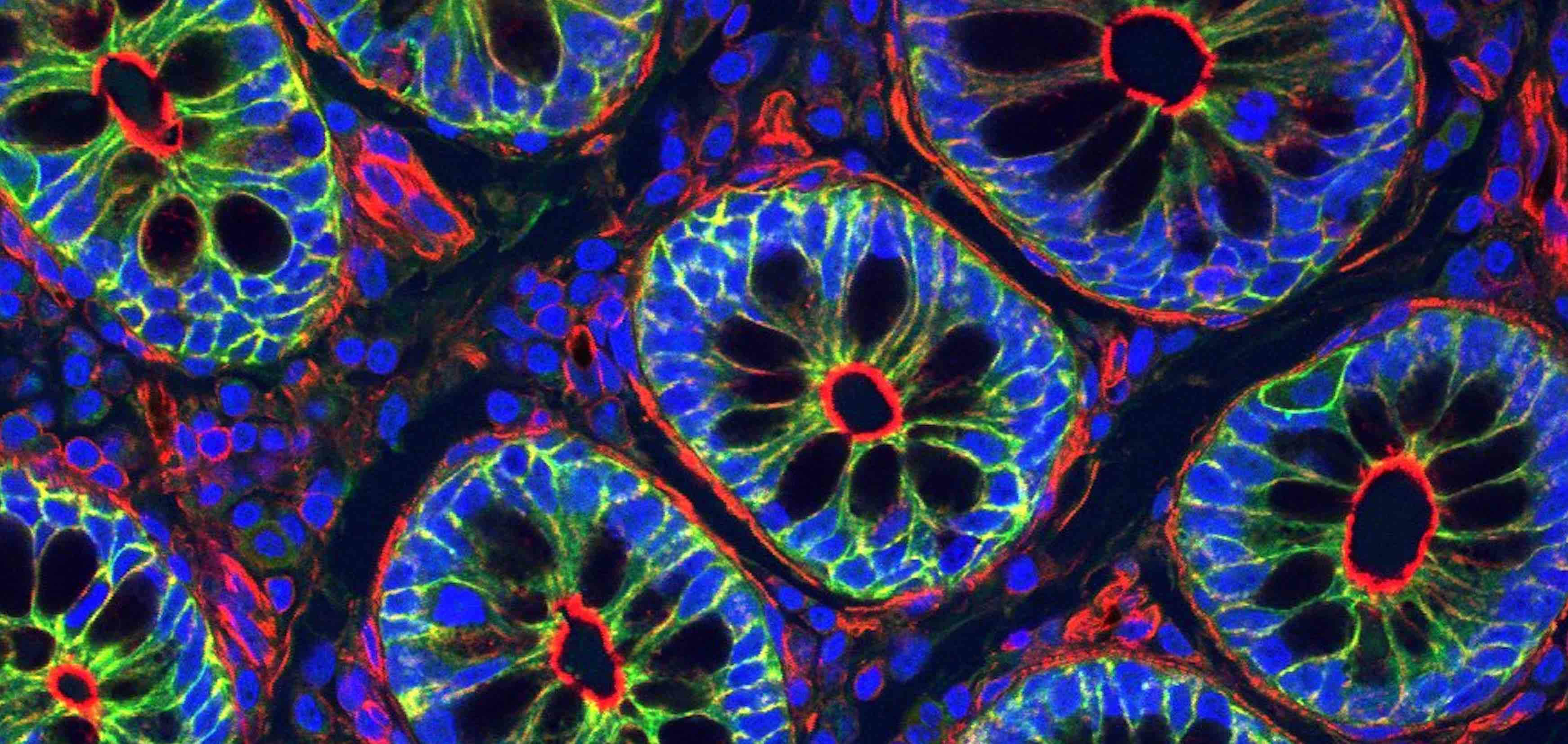 cell-polarity-and-membrane-dynamics