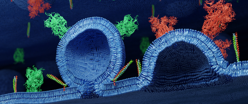 Mechanisms Of Membrane Fusion