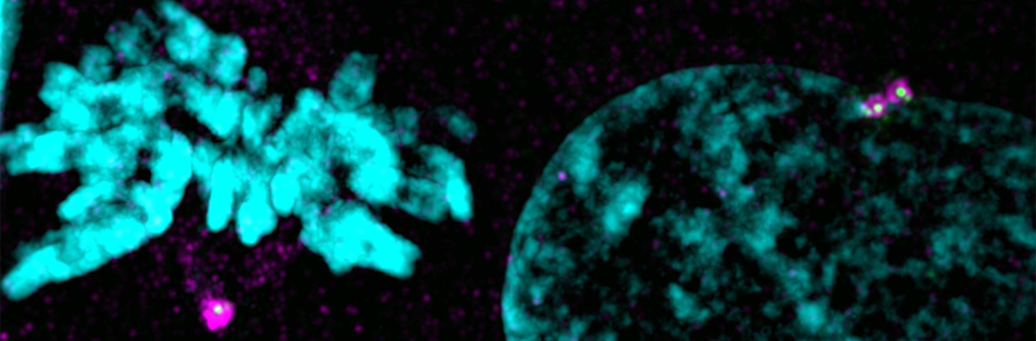 Centrosomes in development, disease and evolution Biology Diagrams