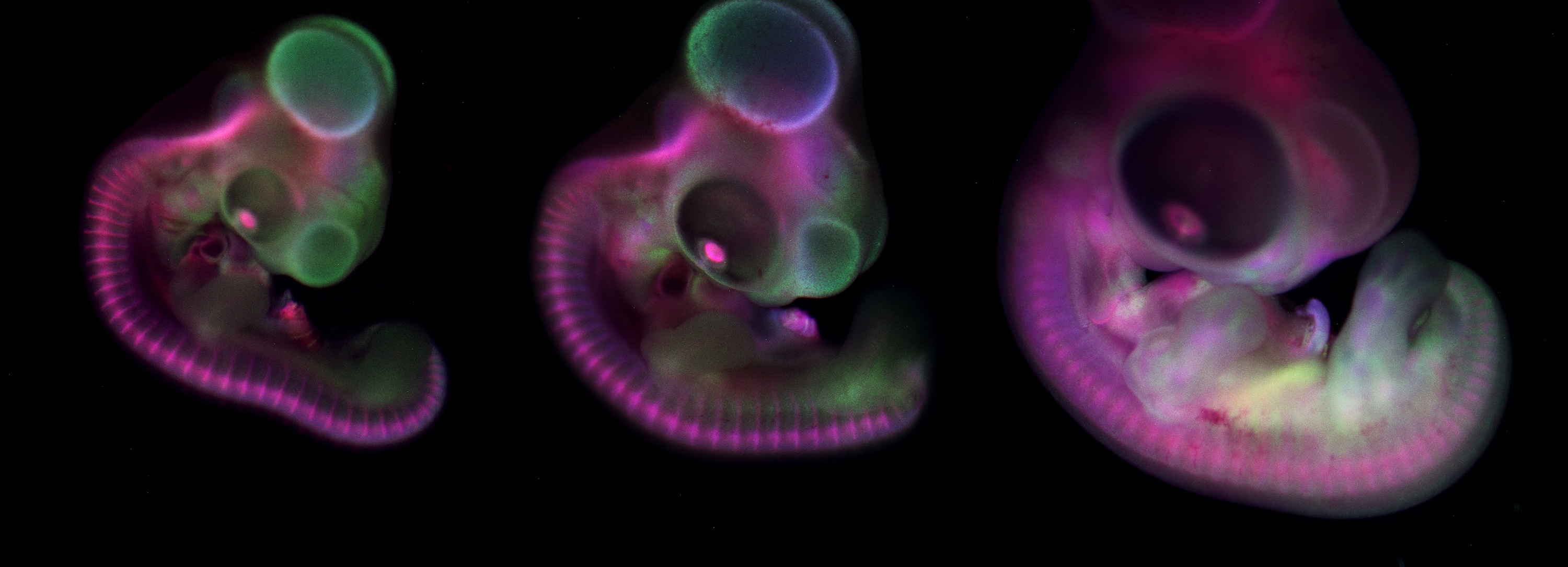 Edinburgh Gallus Genomics and Embryonic Development Workshop (EGGED 2024)