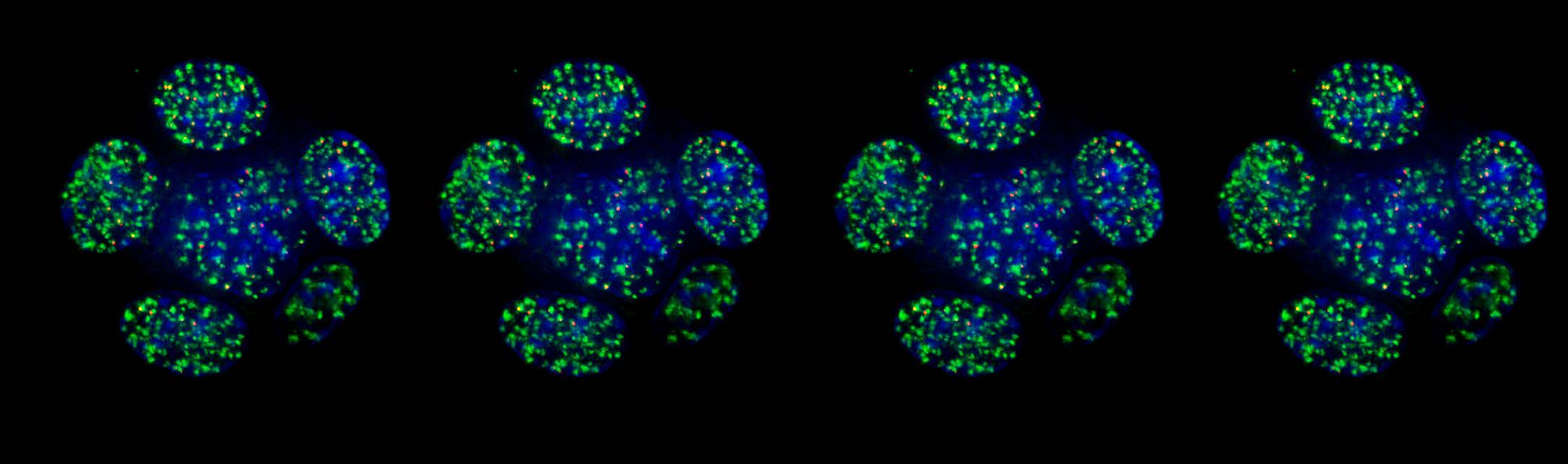 The DNA Damage Response in cell physiology and diseases Biology Diagrams