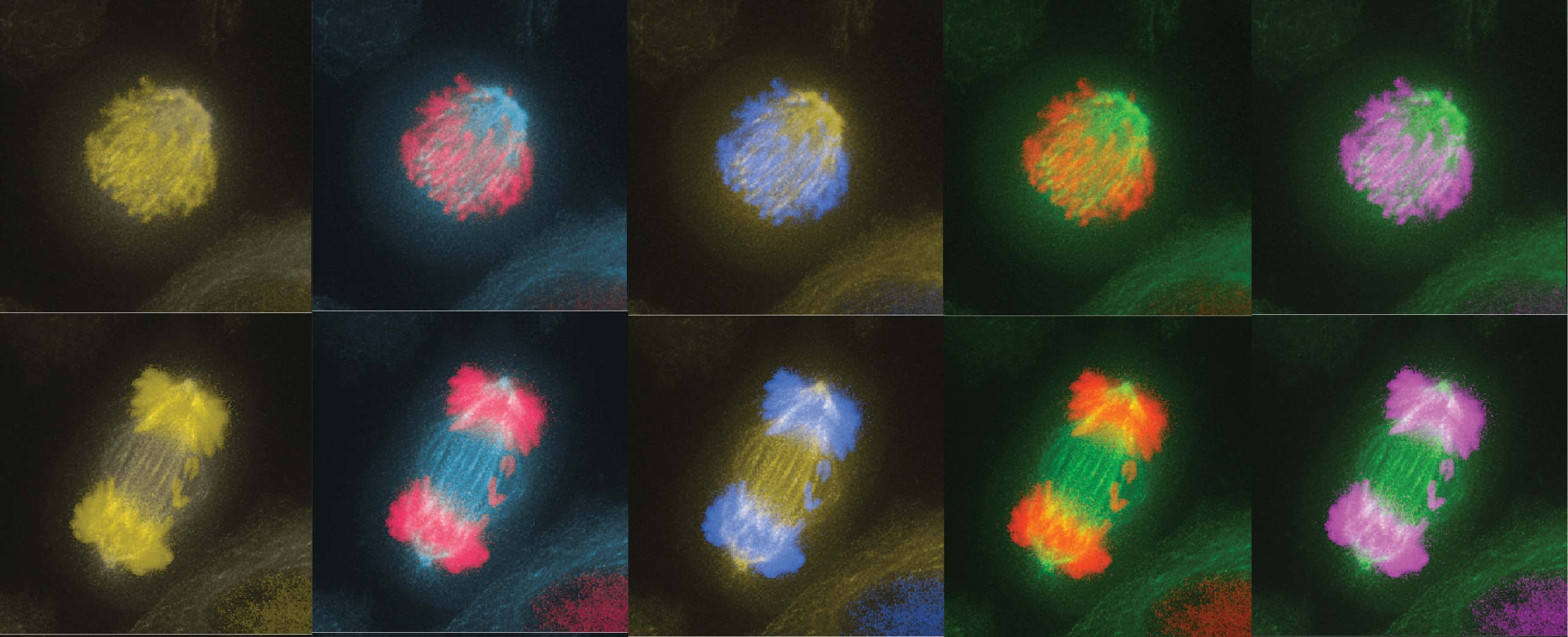 Chromosome Segregation and Aneuploidy