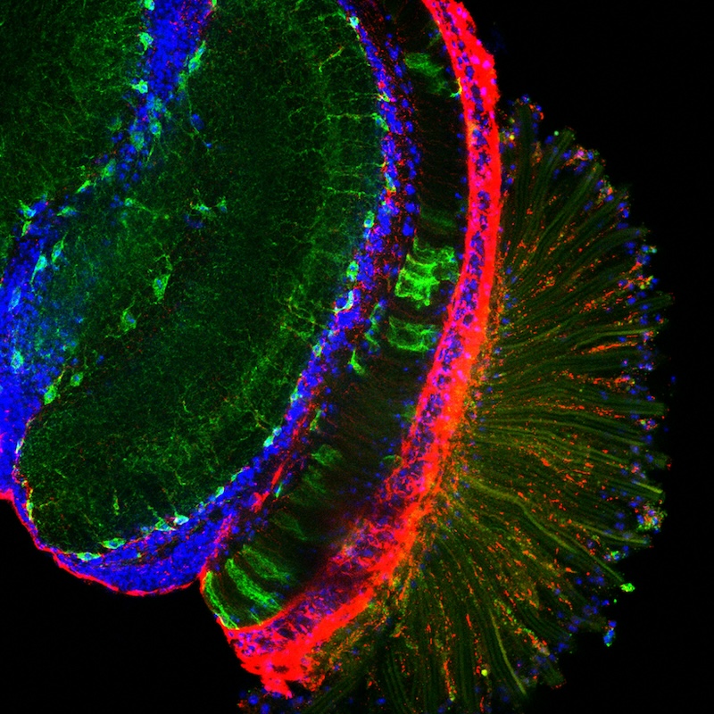 India-EMBO Lecture Course illustration