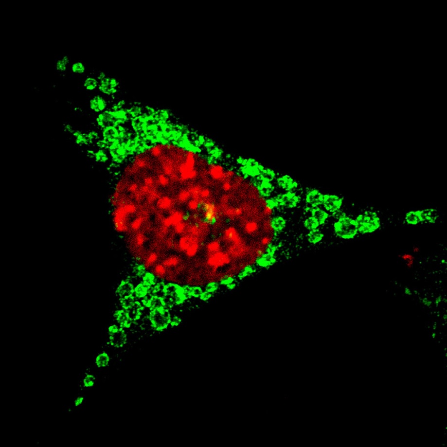 India-EMBO Lecture Course illustration