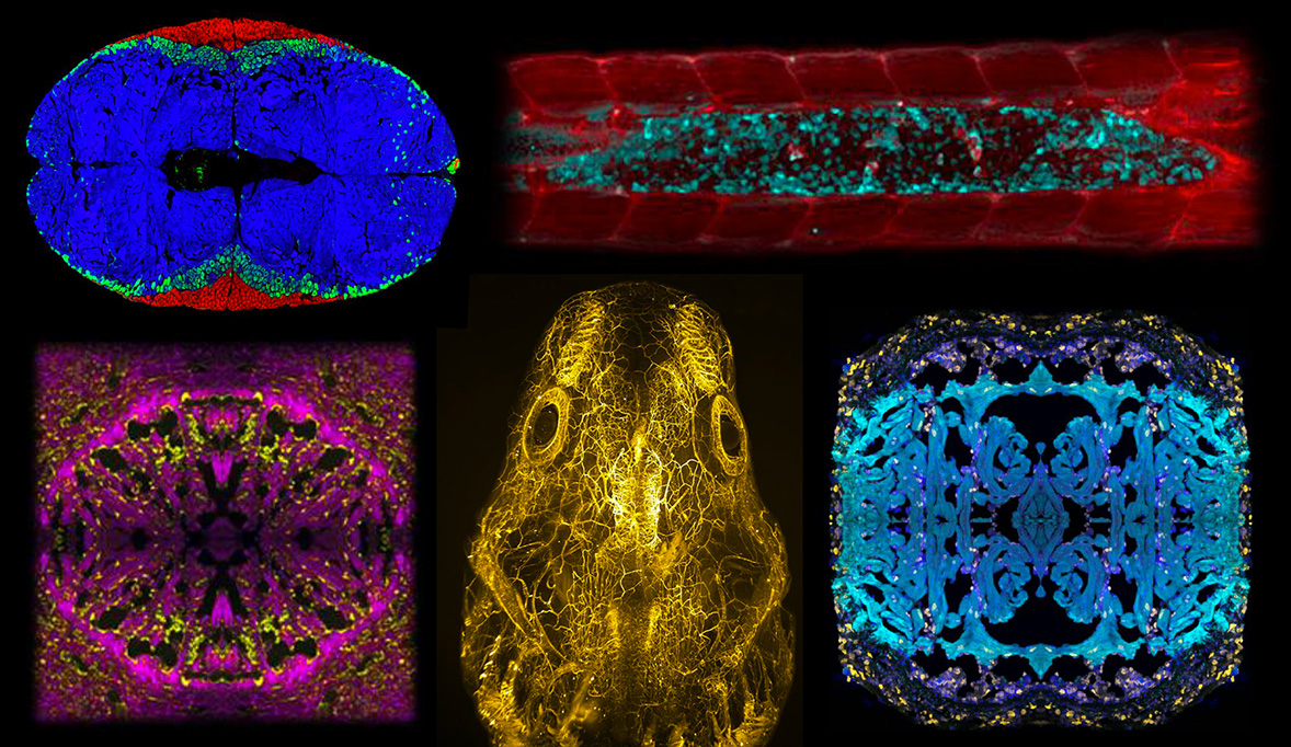 The molecular and cellular basis of regeneration and tissue repair