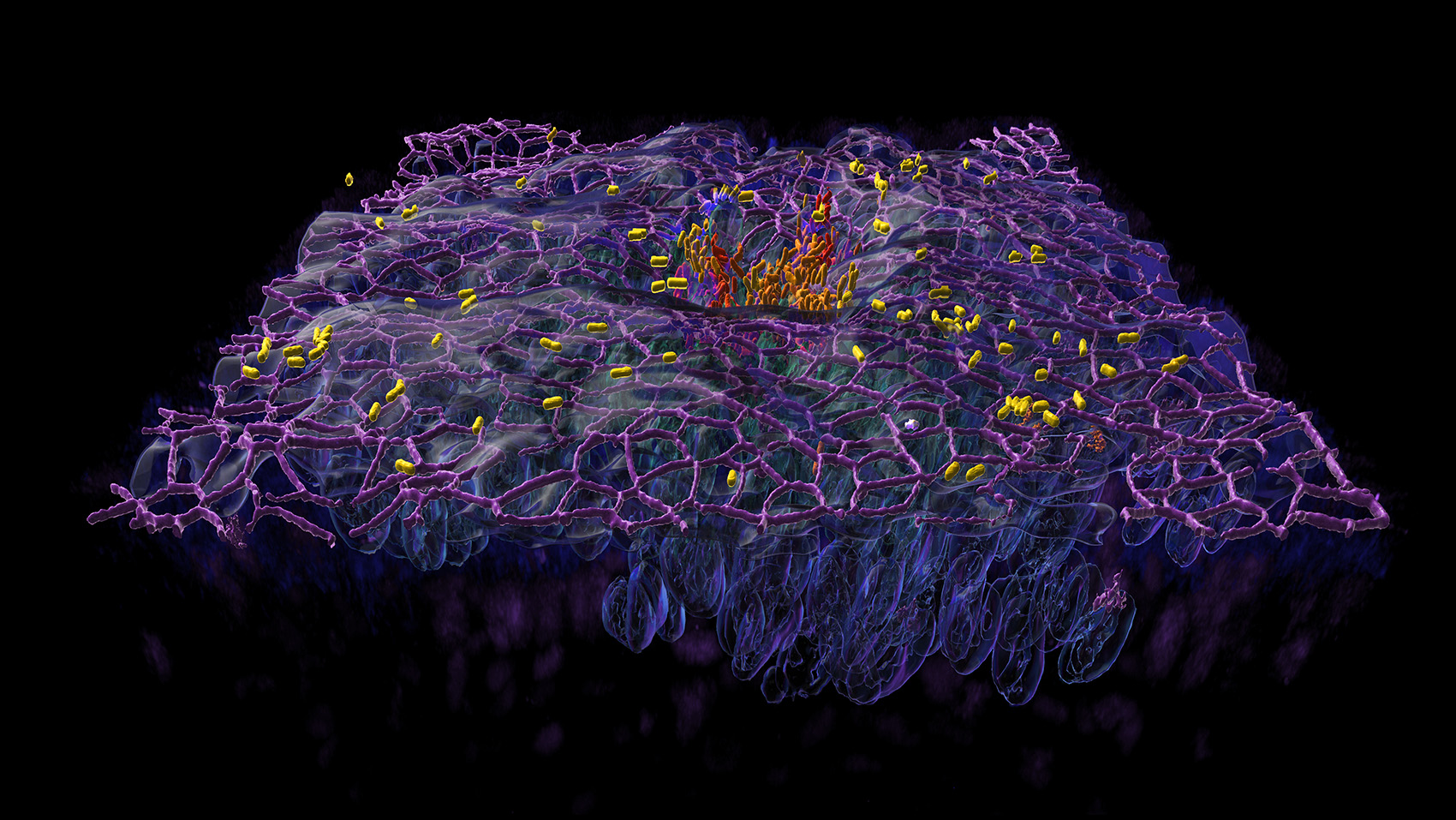 Human in vitro models to study infection and treatment