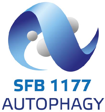 2026-05/sfb1177_logo_final.jpg